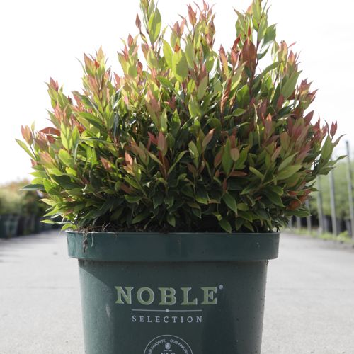 [P] Leucothoe axillaris 'Little Flames' (PBR) cont. 10L 40-50 cm +p