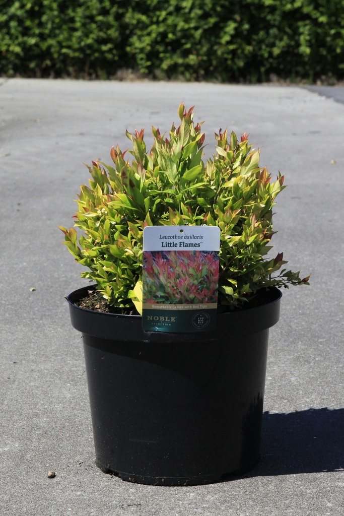 [P] Leucothoe axillaris 'Little Flames' (PBR) cont. 10L 40-50 cm +p