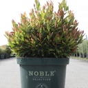 Leucothoe axillaris 'Little Flames' (PBR) cont. 10L 40-50 cm +ф