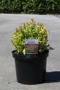 Leucothoe axillaris 'Little Flames' (PBR) cont. 10L 40-50 cm +ф