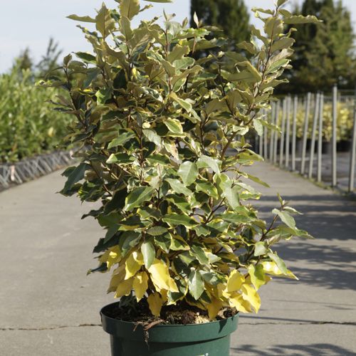 [P] Elaeagnus ebbingei 'Viveleg' (PBR) cont. 10L 60-80 cm +ф