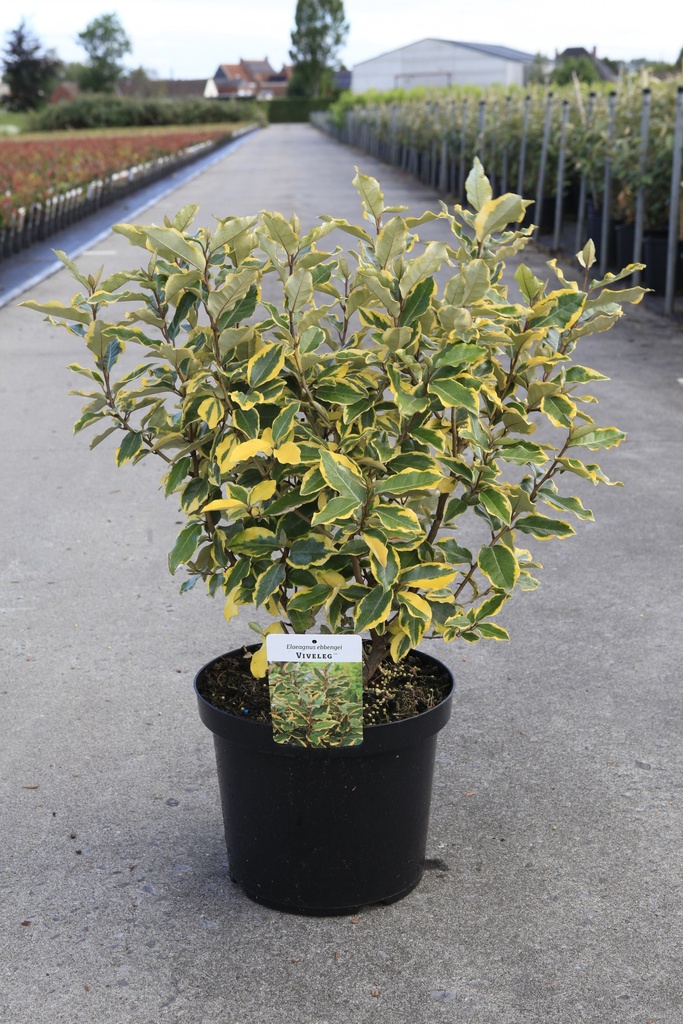 [P] Elaeagnus ebbingei 'Viveleg' (PBR) cont. 10L 60-80 cm +p