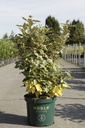 Elaeagnus ebbingei 'Viveleg' (PBR) cont. 10L 60-80 cm +ф