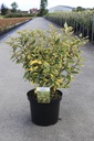 Elaeagnus ebbingei 'Viveleg' (PBR) cont. 10L 60-80 cm +f