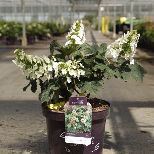 [P] Hydrangea quercifolia First Editions® 'Jetstream®' cont. 10L deco 50-60 cm +p