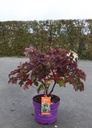 Hydrangea quercifolia First Editions® 'Jetstream®' cont. 10L deco 50-60 cm +ф
