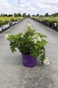 Hydrangea quercifolia First Editions® 'Jetstream®' cont. 10L deco 50-60 cm +p