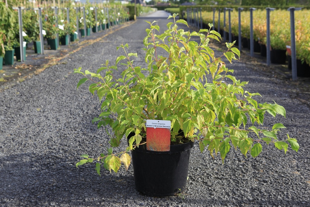 [P] Cornus sanguinea 'Anny's Winter Orange' cont. 10L 80/+ cm +ф