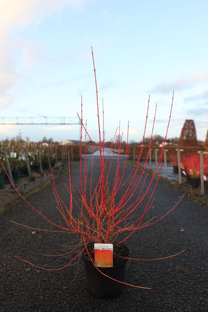 Cornus sanguinea 'Anny's Winter Orange' cont. 10L 80/+ cm +p
