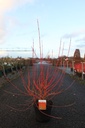 Cornus sanguinea 'Anny's Winter Orange' cont. 10L 80/+ cm +p