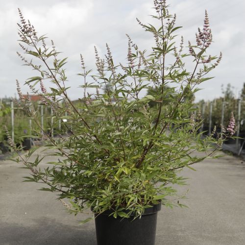 [P] Vitex agnus-castus 'Pink Pinnacle' cont. 10L 60-80 cm +p