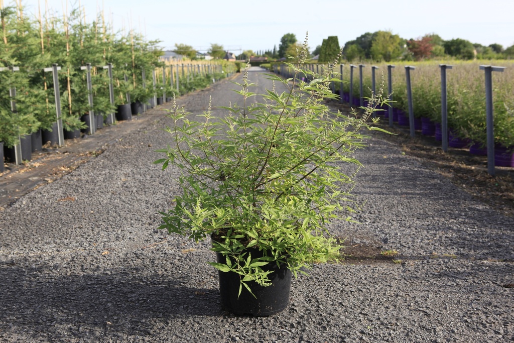 [P] Vitex agnus-castus 'Pink Pinnacle' cont. 10L 60-80 cm +p