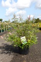 Vitex agnus-castus 'Pink Pinnacle' cont. 10L 60-80 cm +ф