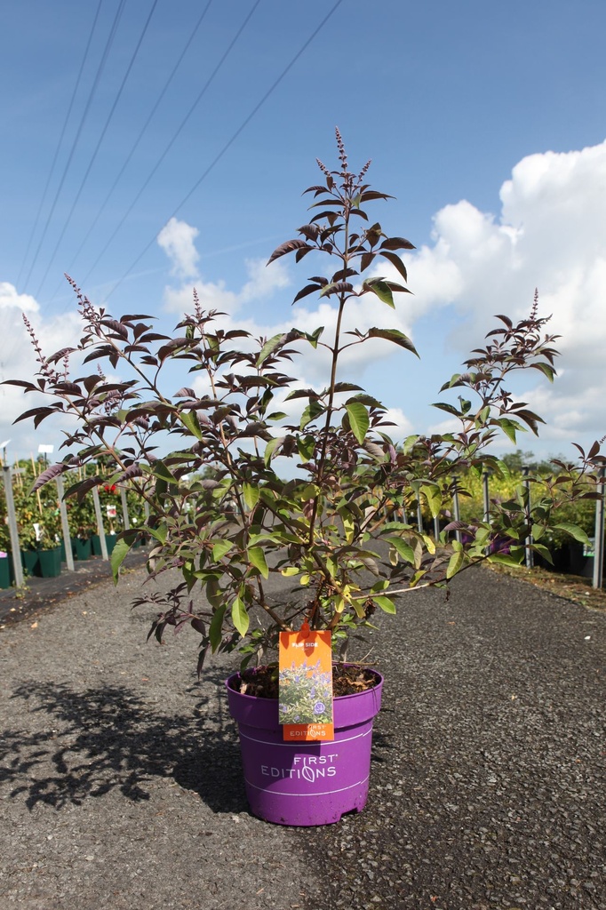 [P] Vitex agnus-castus First Editions® 'Flip Side®' cont. 10L deco 60-80 cm +ф