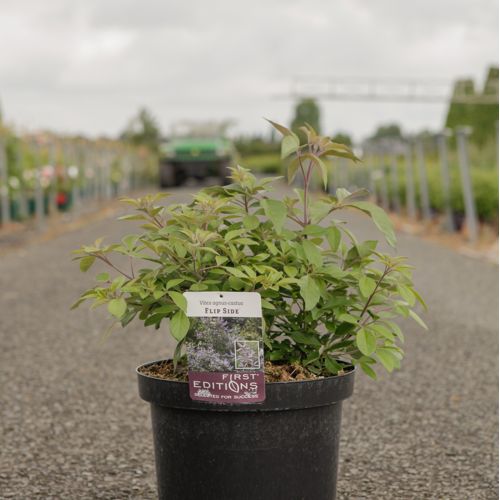 [P] Vitex agnus-castus First Editions® 'Flip Side®' cont. 10L deco 60-80 cm +p