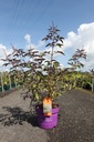 Vitex agnus-castus First Editions® 'Flip Side®' cont. 10L deco 60-80 cm +ф