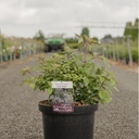 Vitex agnus-castus First Editions® 'Flip Side®' cont. 10L deco 60-80 cm +p