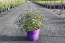 Vitex agnus-castus First Editions® 'Flip Side®' cont. 10L deco 60-80 cm +p
