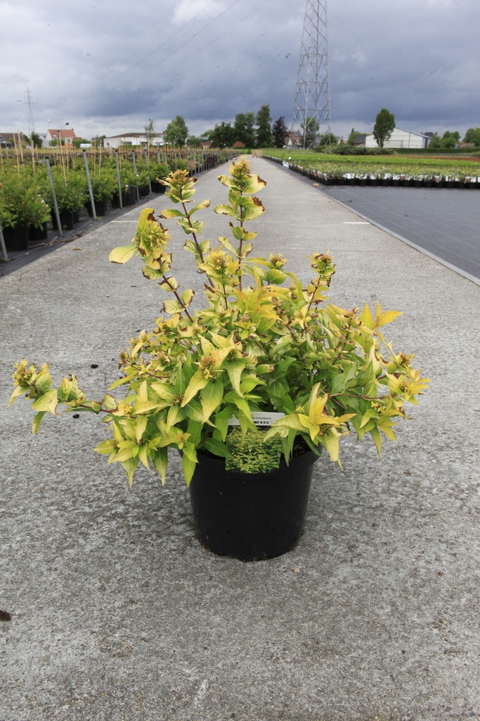 Diervilla rivularis HONEYBEE (PBR) Kont. 10L 50-60 cm +B