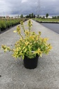 Diervilla rivularis HONEYBEE (PBR) cont. 10L 50-60 cm +p