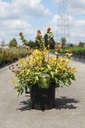 Diervilla rivularis HONEYBEE (PBR) cont. 10L 50-60 cm +p