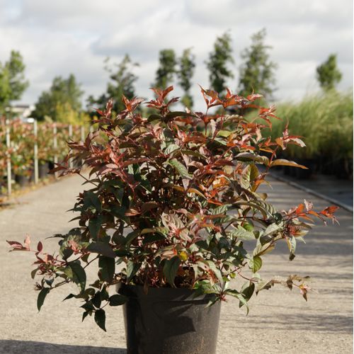 [P] Diervilla splendens DIVA (PBR) cont. 10L 50-60 cm +B