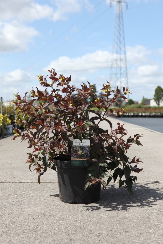 Diervilla splendens DIVA (PBR) cont. 10L 50-60 cm +B