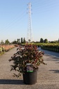 Diervilla splendens DIVA (PBR) cont. 10L 50-60 cm +ф