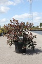 Diervilla splendens DIVA (PBR) cont. 10L 50-60 cm +p