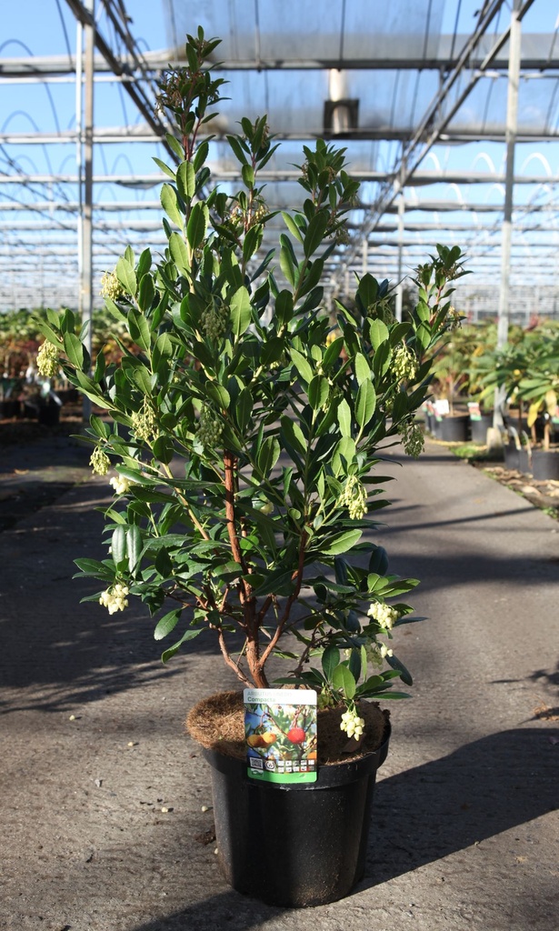 Arbutus unedo 'Compacta' cont. 10L 60-80 cm +ф