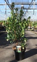 Arbutus unedo 'Compacta' cont. 10L 60-80 cm +ф