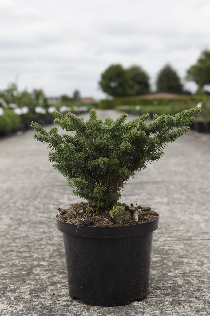 [P] Abies balsamea 'Nana' cont. 5L 25-30 cm