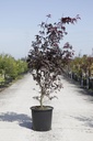 Acer palmatum 'Bloodgood' cont. 25L 150/+ cm +f