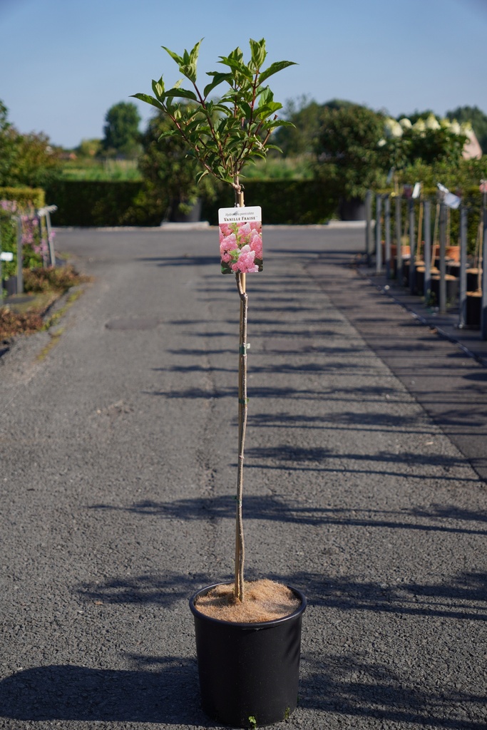 Hydrangea paniculata VANILLE FRAISE (PBR) cont. 12L 90 cm tige +p