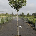 Hydrangea paniculata VANILLE FRAISE (PBR) cont. 12L 90 cm Stamm +B