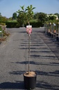 Hydrangea paniculata VANILLE FRAISE (PBR) cont. 12L 90 cm tige +p