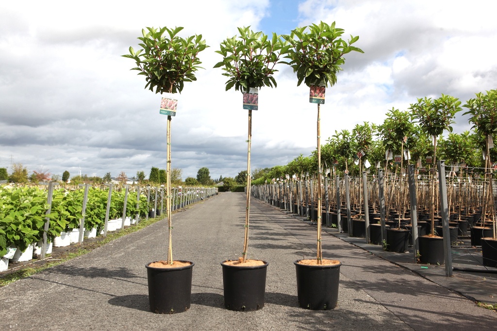 Hydrangea paniculata PINKY WINKY® (PBR) cont. 12L 90 cm Stamm +B