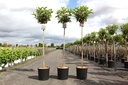 Hydrangea paniculata PINKY WINKY® (PBR) cont. 12L 90 cm standard +p