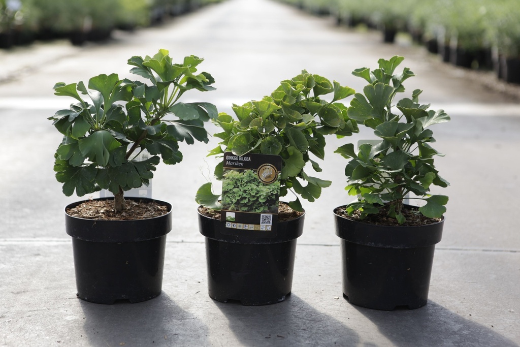 Ginkgo biloba 'Mariken' cont. 3L 25/+ cm +B