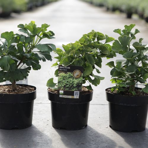 Ginkgo biloba 'Mariken' cont. 3L 25/+ cm +B