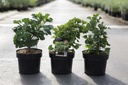 Ginkgo biloba 'Mariken' cont. 3L 25/+ cm +p
