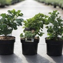 Ginkgo biloba 'Mariken' cont. 3L 25/+ cm +p