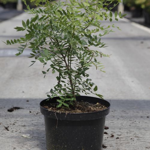 Xanthoceras sorbifolium cont. 5L 50-60 cm +ф
