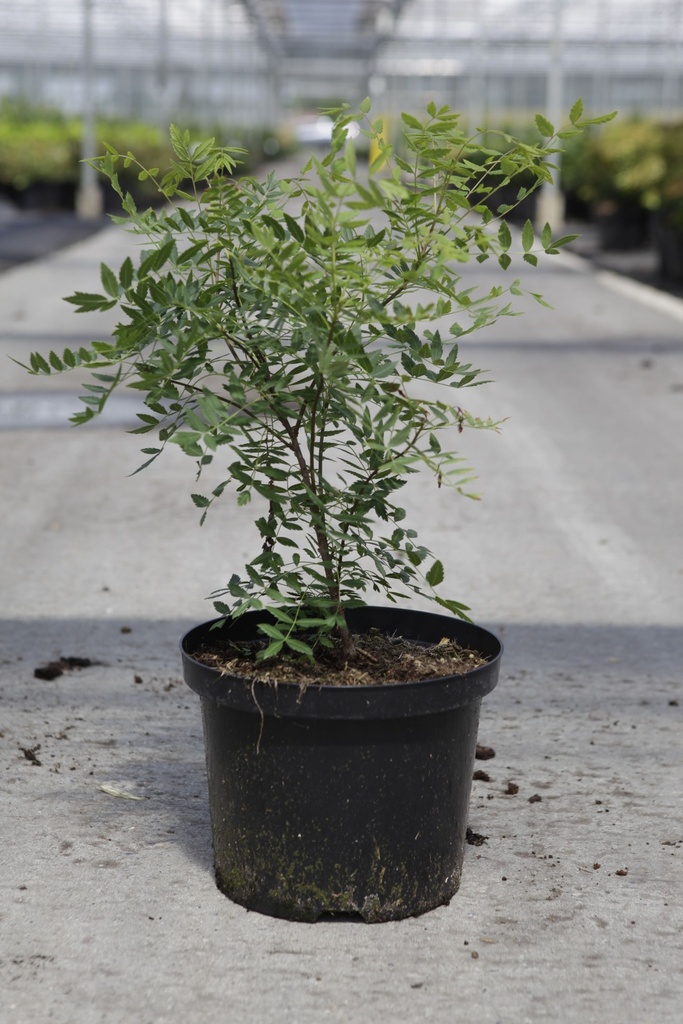 Xanthoceras sorbifolium cont. 5L 50-60 cm +p