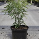 Xanthoceras sorbifolium cont. 5L 50-60 cm +ф