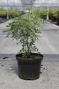 Xanthoceras sorbifolium cont. 5L 50-60 cm +B