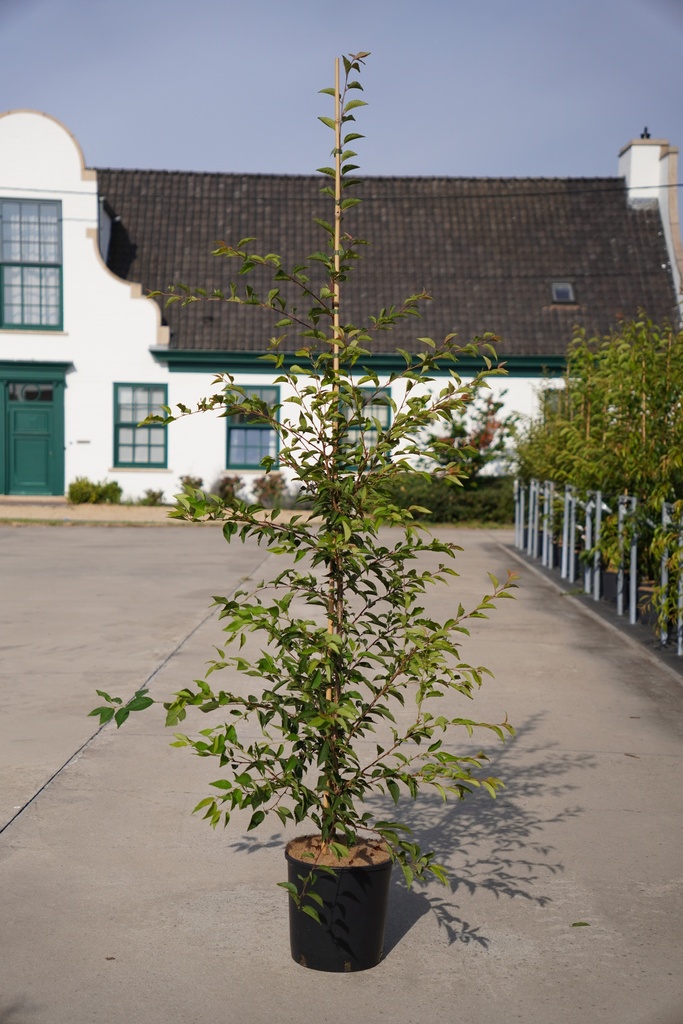 Prunus 'The Bride' cont. 12L 175/+ cm baliveau +p