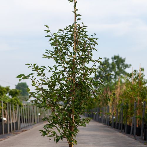 Prunus 'The Bride' cont. 12L 175/+ cm feathered +p