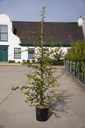 Prunus 'The Bride' cont. 12L 175/+ cm baliveau +p