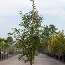 Prunus 'The Bride' cont. 12L 175/+ cm feathered +p